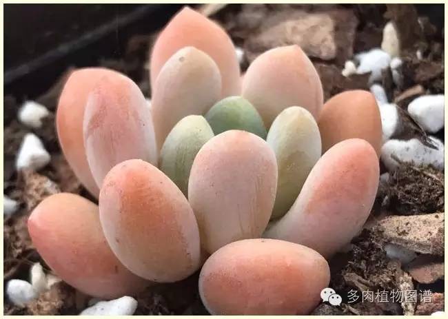 才离家半个月，回来后看到家里的多肉一阵狂喜~