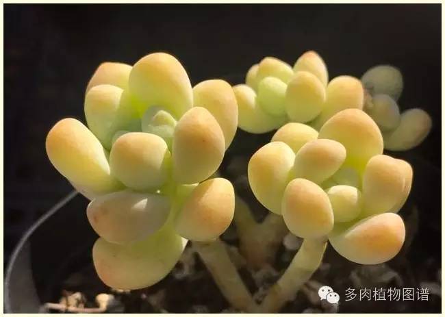 才离家半个月，回来后看到家里的多肉一阵狂喜~