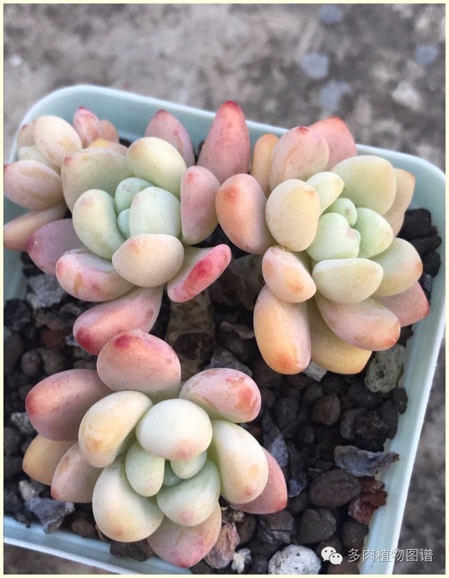 才离家半个月，回来后看到家里的多肉一阵狂喜~