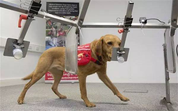 苹果手机会导致癌症吗,iphone可以诊断故障吗