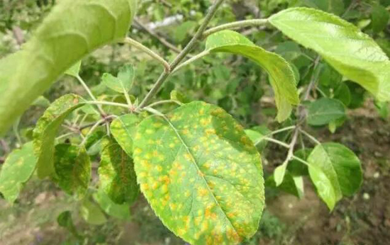 苹果果锈发生原因及防治办法,苹果锈病和锈果病的区别
