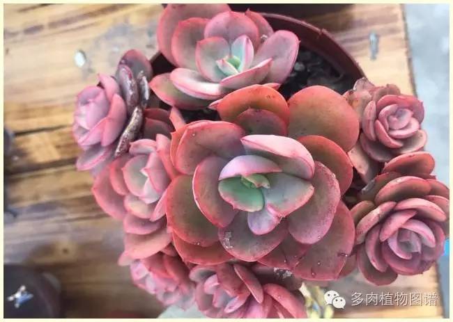 才离家半个月，回来后看到家里的多肉一阵狂喜~