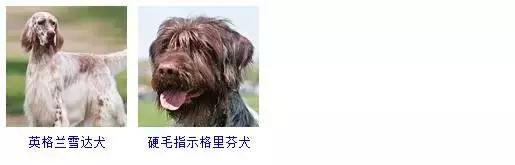 汪汪队立大功的狗狗都是什么品种,家里有小孩的适合养什么品种狗狗