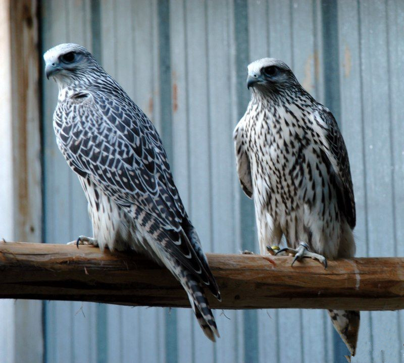 john加拿大,矛隼孵化过程