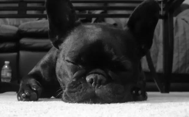 养斗牛犬应该注意什么,斗牛犬怎么养才好