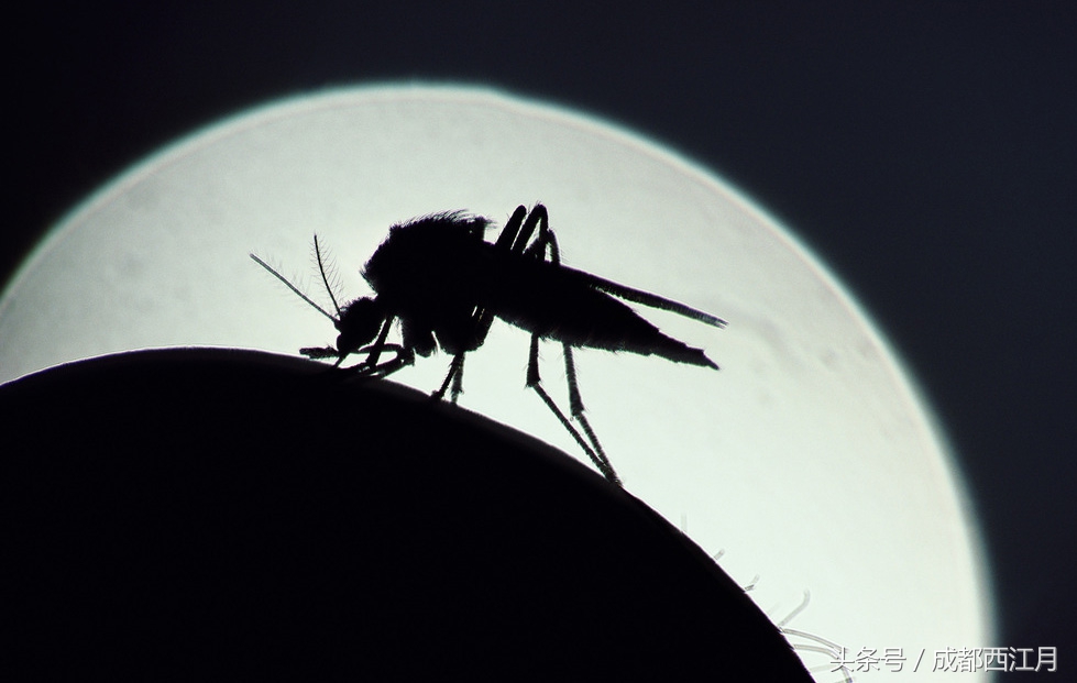 在栽秧的季节里，要是遇上它们可就倒了血霉了！