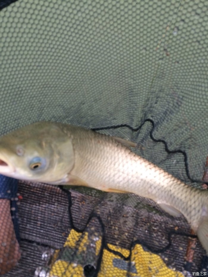 新手入门鱼竿推荐品牌,新手入门推荐鱼竿