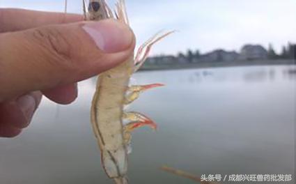 南美白对虾红体如何处理,南美白对虾病害防治方法视频