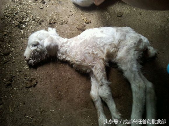 小羊发烧身体发硬怎么办,小羊发烧了怎么弄