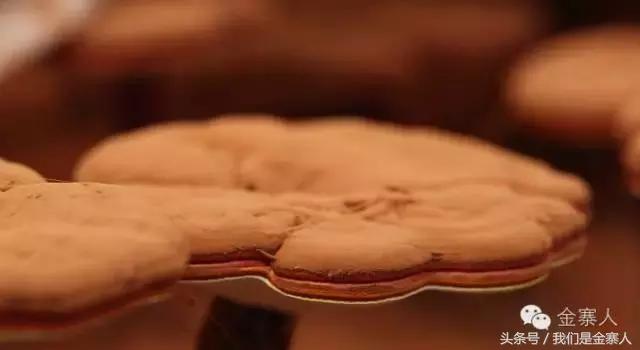 央视灵芝孢子粉价格,灵芝孢子粉央视辟谣