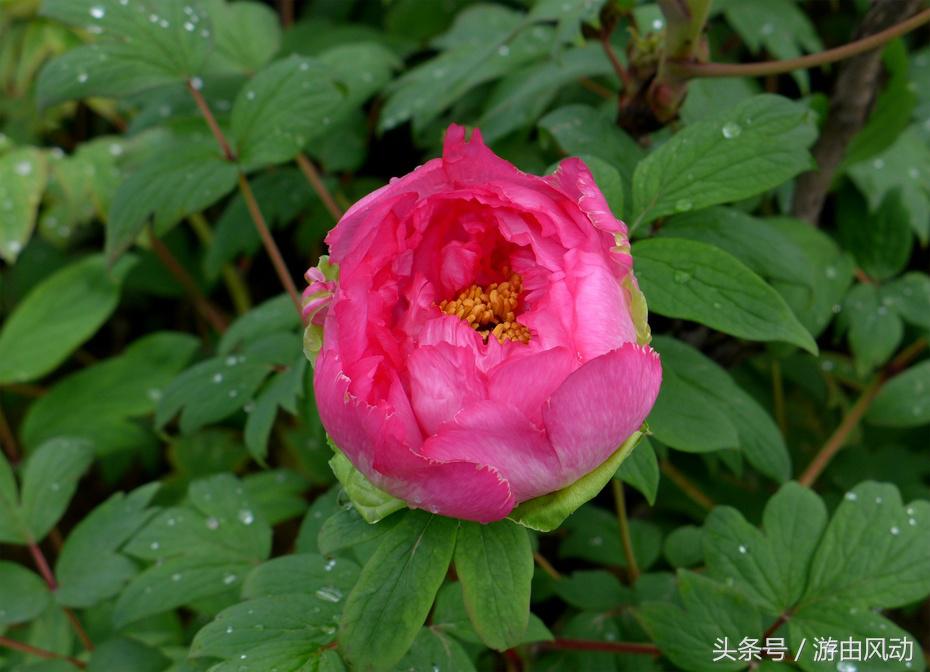 洛阳国际牡丹园门票,洛阳国际牡丹园图