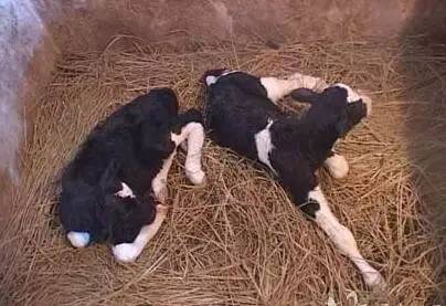 怎么辨别皮革的真假,认识人造革与真皮