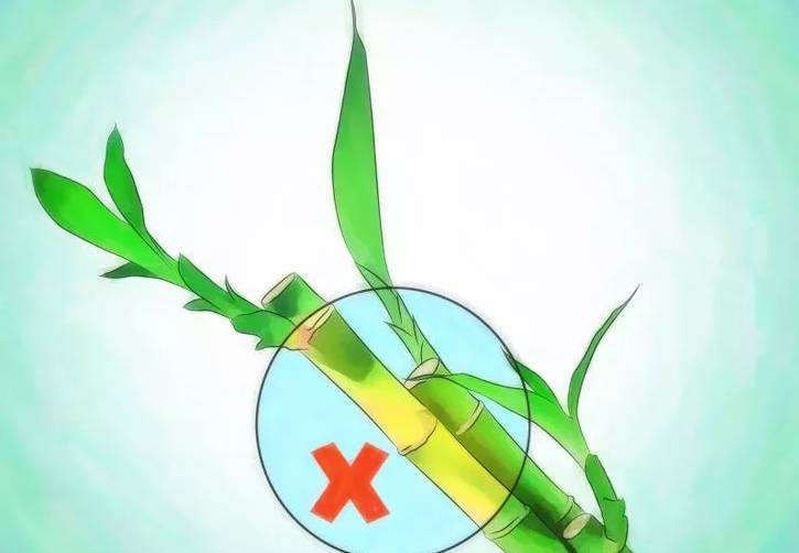 开运竹怎么养才能开花,富贵竹幸运竹怎么摆造型