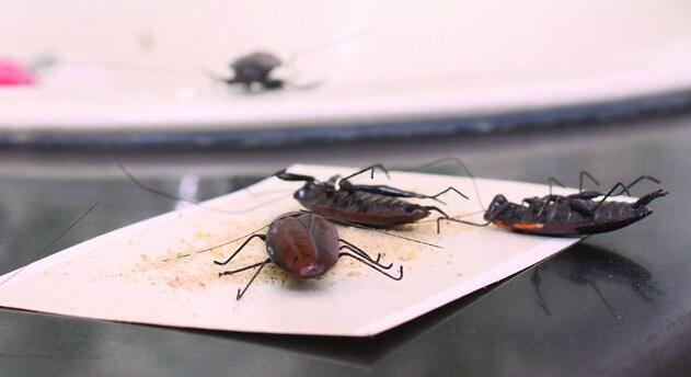 蟑螂横行怎么办5个妙招消灭“不死小强”
