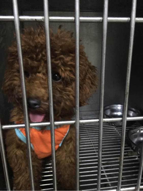 捡到了一个小狗狗宝宝,捡到一只泰迪去宠物医院怎么检查