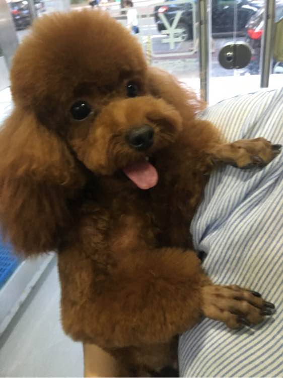 捡到了一个小狗狗宝宝,捡到一只泰迪去宠物医院怎么检查