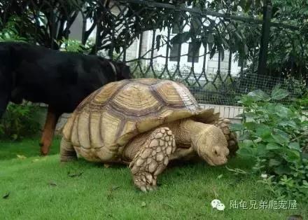 苏卡达2024年可以养了吗,苏卡达养法