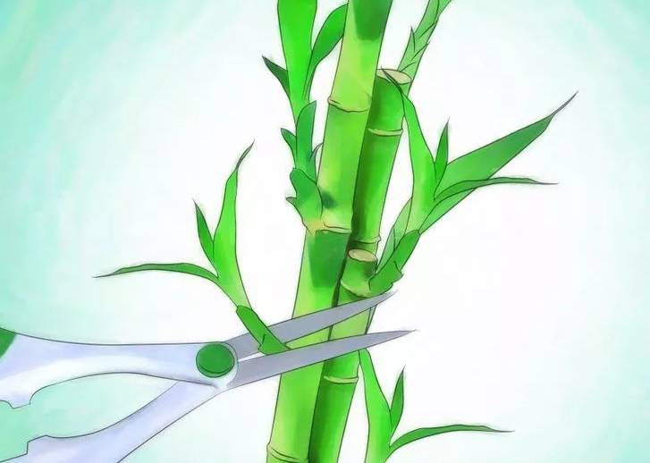 开运竹怎么养才能开花,富贵竹幸运竹怎么摆造型