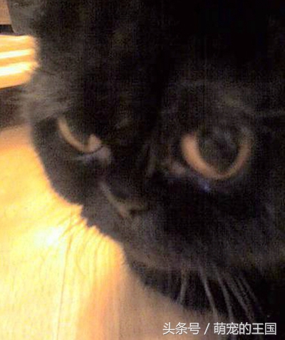 最贵的猫前十名有哪些品种,十种最贵纯种猫