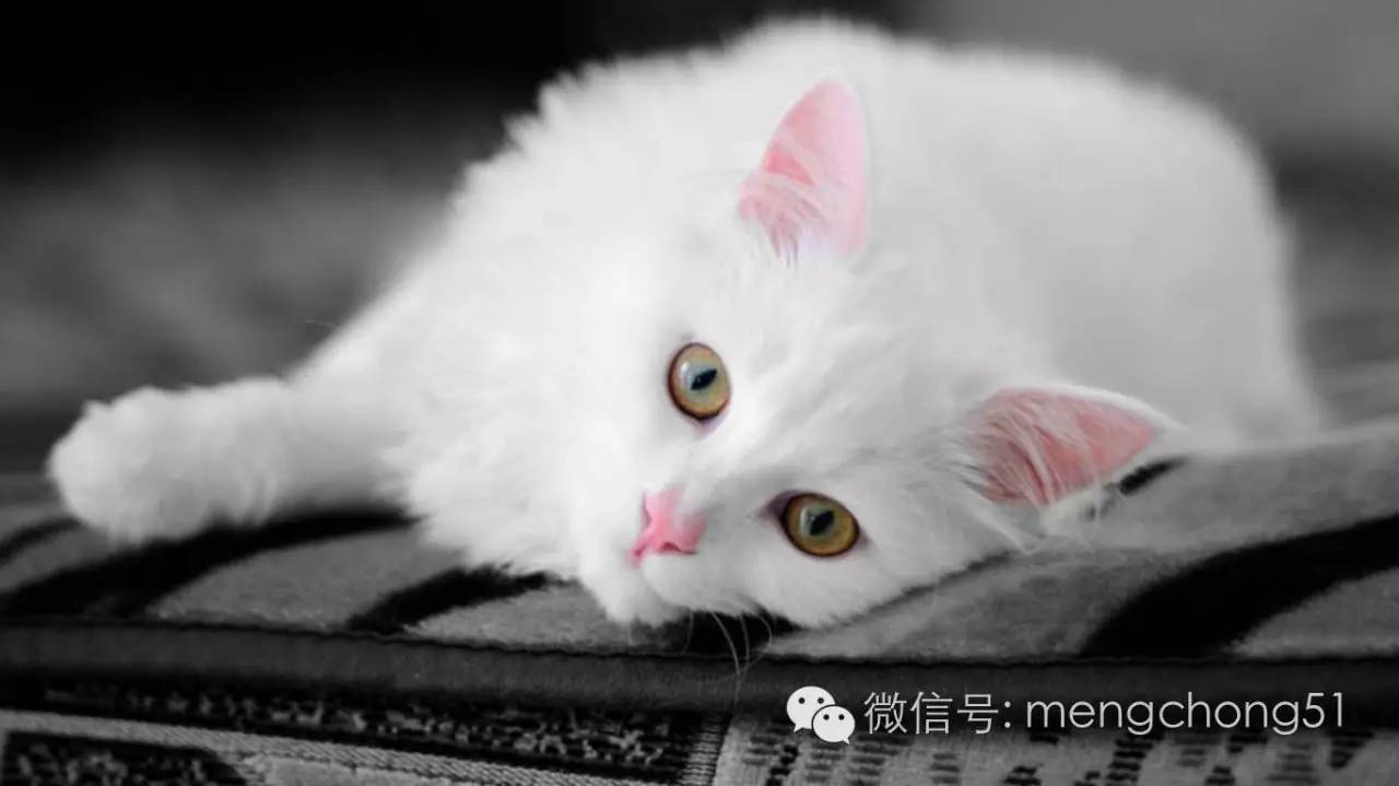 猫咪感染了猫瘟怎么办？如何治疗和预防？