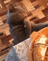 萌宠萌图第735：喵星人偷吃主人放在桌子上的食物