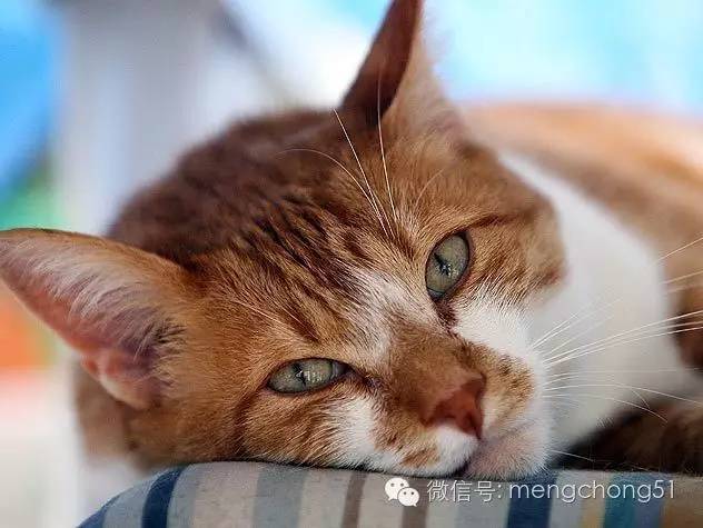 猫咪拉肚子怎么补救,猫咪拉肚子怎么治