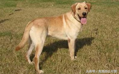 有什么常见的狗狗品种,这些不常见的狗狗品种你认识几个