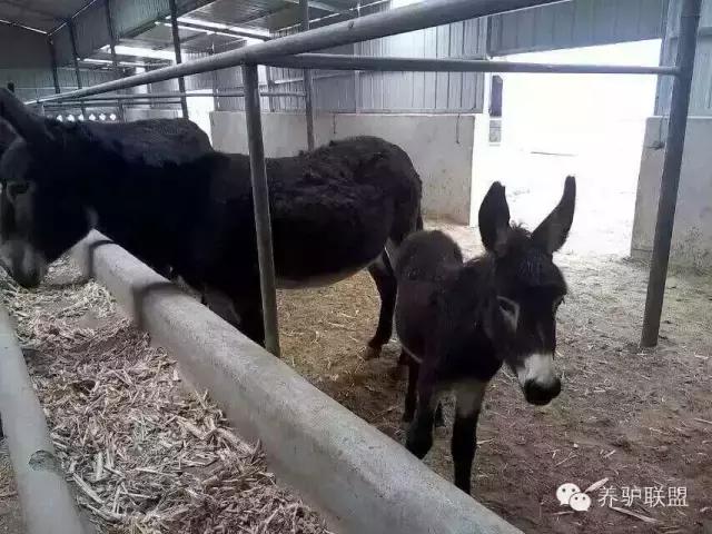 2023年养驴行情分析,农村养驴市场前景分析