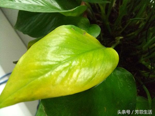 办公室大绿萝底下叶子发黄怎么养,绿萝秋天叶子变黄怎么处理