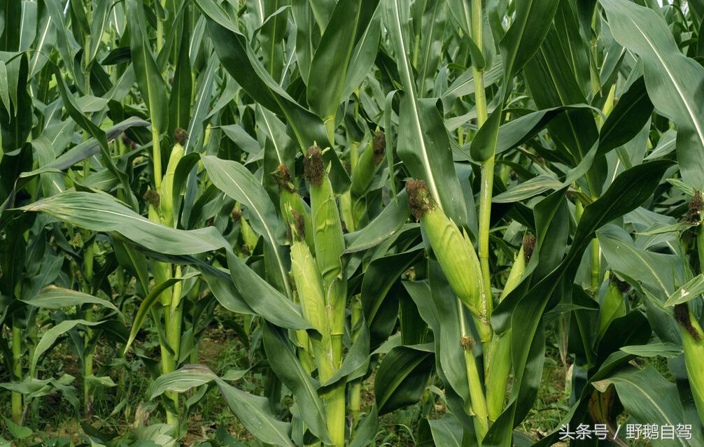 门头沟古村野鹅自驾,什么是野鹅自驾