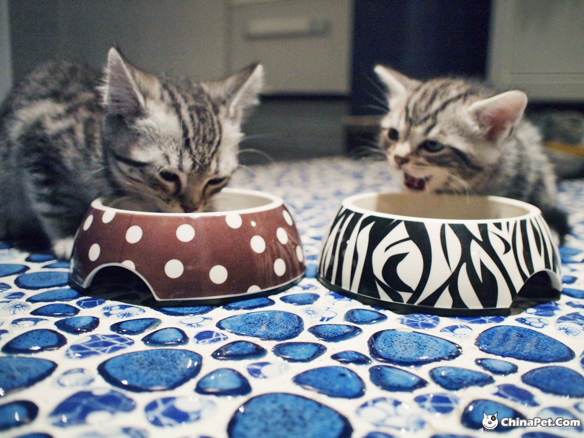 猫咪喂养常识及技巧,猫咪各年龄段照顾细则