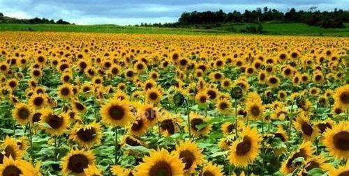 广州百万葵园一日游攻略,百万葵园二日旅游