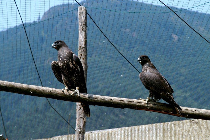 john加拿大,矛隼孵化过程