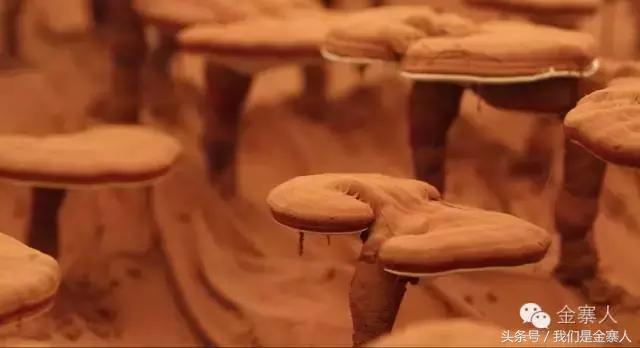 央视灵芝孢子粉价格,灵芝孢子粉央视辟谣