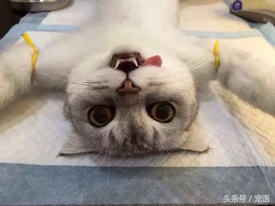 我带喵主人去做绝育，回来的路上它却救了我的命，我是不是做错了