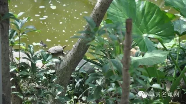 疯狂龟友，6次为龟修建豪华花园！