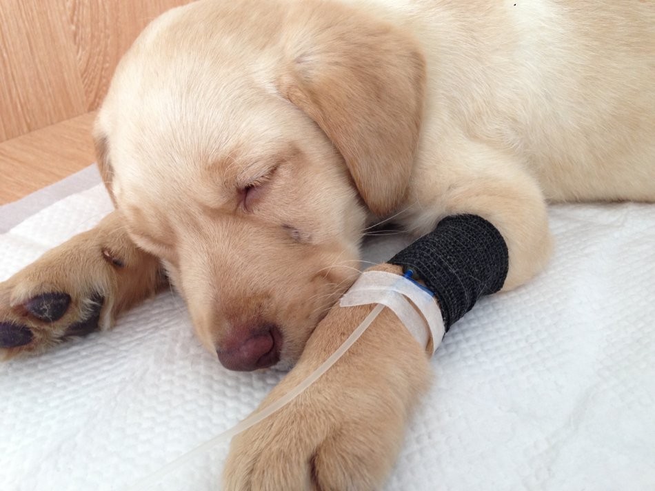 养狗激素类药物,养狗前期必备药品图片大全