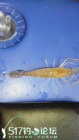 钓鱼钩虾的正确方法图解,手竿钓鳜鱼用虾子要用铅坠吗