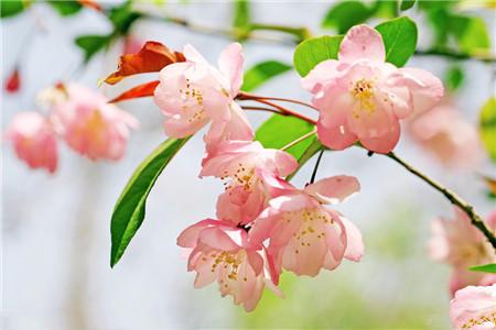 河州牡丹—海棠花虫灾及防治大全