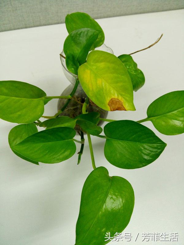 办公室大绿萝底下叶子发黄怎么养,绿萝秋天叶子变黄怎么处理