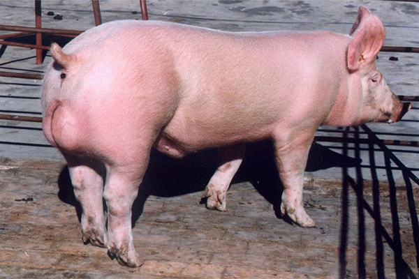 冬季猪咳怎么办，做好诊疗是关键！