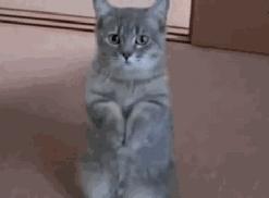 猫粮大盘点,幼猫猫粮适合多大的猫咪吃