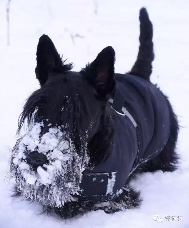 下雪天狗狗会怎么样,下雪天狗狗应该注意什么