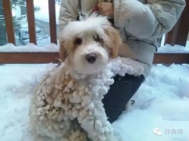 下雪天狗狗会怎么样,下雪天狗狗应该注意什么