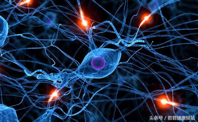 人体自我认知二、人体最高统治者脑细胞