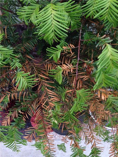 牡丹树叶子发黄啥原因,柳杉叶子发黄怎么补救