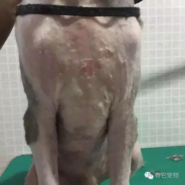 无良宠物店狗狗死亡,无良宠物店让人寒心