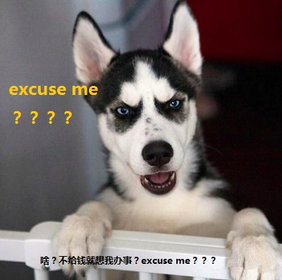 这是一只暖心的哈士奇你们见过吗,这是一只很通人性的哈士奇