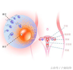 卵泡生长速度跟心情有关系吗,不知道卵泡长不长能吃来曲唑吗