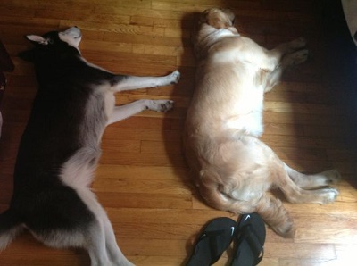 这是一只暖心的哈士奇你们见过吗,这是一只很通人性的哈士奇